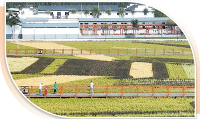 
北京各大医院黄牛代挂号电话票贩子号贩子网上预约挂号,住院检查加快,致富稻，幸福稻（逐梦）