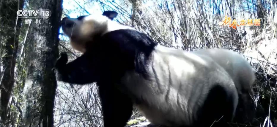 
天津眼科医院黄牛代挂号电话票贩子号贩子网上预约挂号,住院检查加快,新春走基层 | 小蜜蜂守护大熊猫