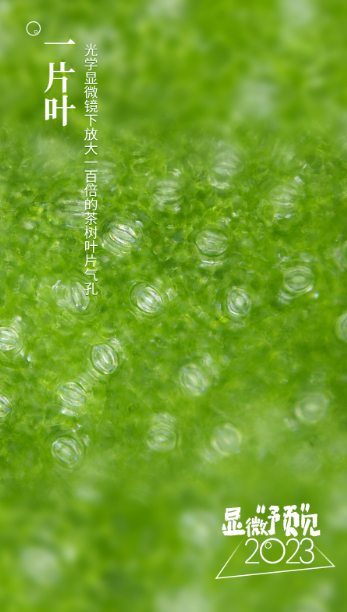 
杭州中医院黄牛代挂号电话票贩子号贩子网上预约挂号,住院检查加快,显影动海报｜显微视角“预”见2023