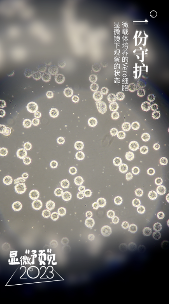 
杭州中医院黄牛代挂号电话票贩子号贩子网上预约挂号,住院检查加快,显影动海报｜显微视角“预”见2023
