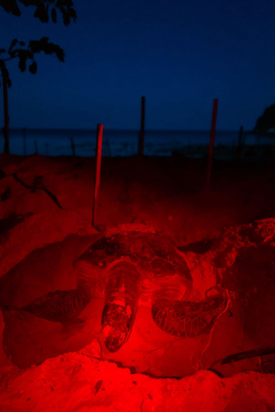 
中国人民解放军总医院黄牛代挂号电话票贩子号贩子网上预约挂号,住院检查加快,我在现场·照片背后的故事丨2022，我在马来西亚驻外的第五年