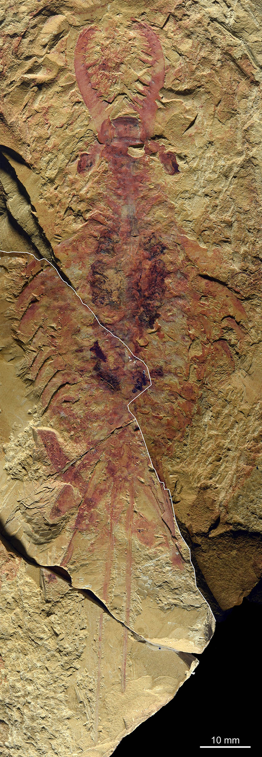 
中国人民解放军总医院黄牛代挂号电话票贩子号贩子网上预约挂号,住院检查加快,远古发现丨这只5亿多年前的海洋霸主有了名字