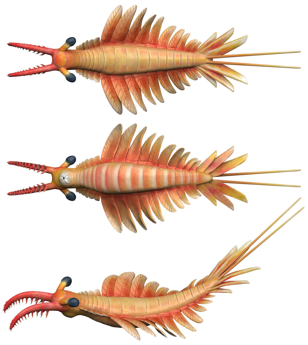 
中国人民解放军总医院黄牛代挂号电话票贩子号贩子网上预约挂号,住院检查加快,远古发现丨这只5亿多年前的海洋霸主有了名字