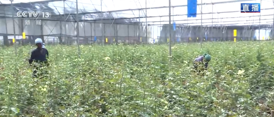 
东部战区总医院黄牛代挂号电话票贩子号贩子网上预约挂号,住院检查加快,非洲鲜花一路飘“湘” “一带一路”沿线国家优质商品进入千家万户