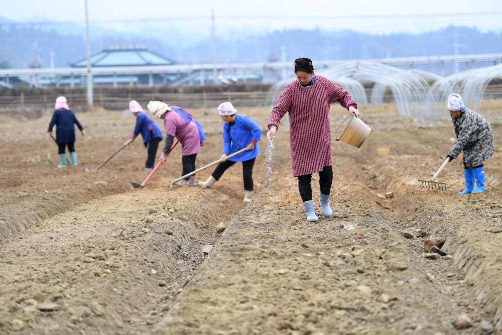 
杭州市儿童医院黄牛代挂号电话票贩子号贩子网上预约挂号,住院检查加快,早春农事忙