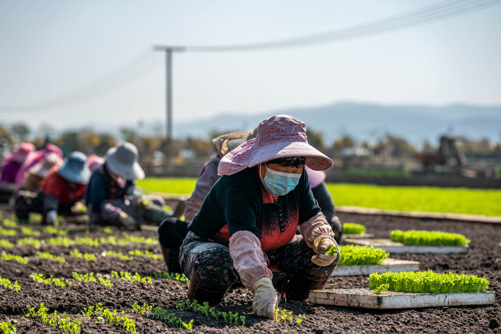 
杭州市儿童医院黄牛代挂号电话票贩子号贩子网上预约挂号,住院检查加快,早春农事忙