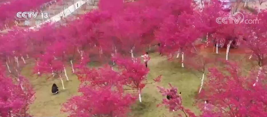 
首都医科大学附宣武医院黄牛代挂号电话票贩子号贩子网上预约挂号,住院检查加快,云南宜良：千亩樱花盛放 花海绚丽如画