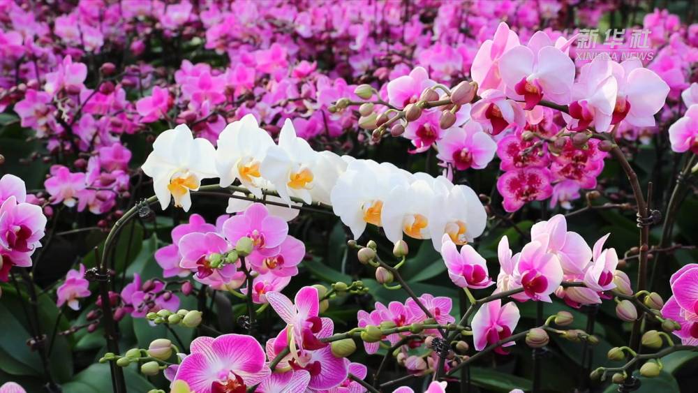 
天津各大医院黄牛代挂号电话票贩子号贩子网上预约挂号,住院检查加快,河北沧州：蝴蝶兰绽放乡村“美丽经济”