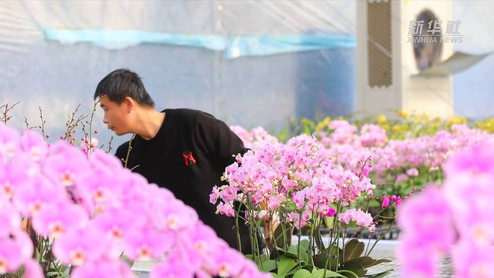 
天津各大医院黄牛代挂号电话票贩子号贩子网上预约挂号,住院检查加快,河北沧州：蝴蝶兰绽放乡村“美丽经济”