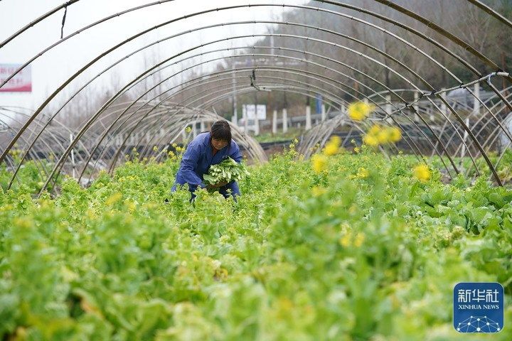 
浙江口腔医院黄牛代挂号电话票贩子号贩子网上预约挂号,住院检查加快,春来农事忙
