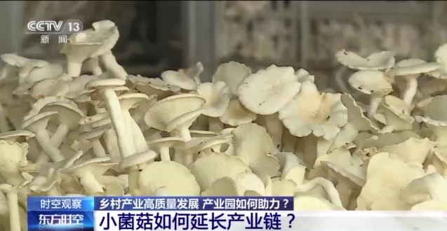 
北京中医药大学东直门医院黄牛代挂号电话票贩子号贩子网上预约挂号,住院检查加快,2023乡村振兴如何开局？看现代农业产业园助力蘑菇尽显“科技范”