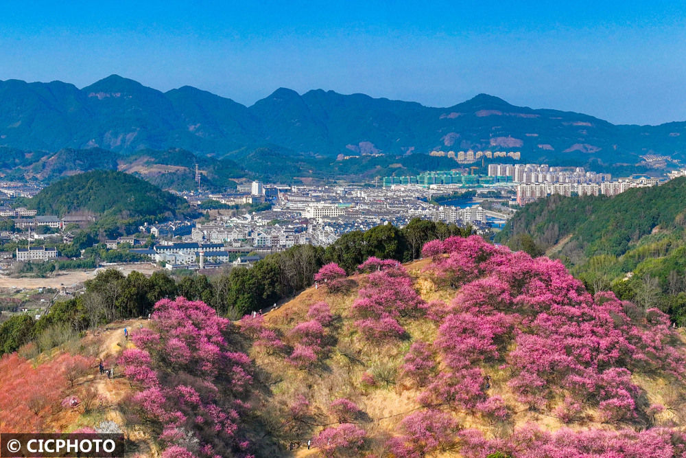 
中山大学孙逸仙纪念医院黄牛代挂号电话票贩子号贩子网上预约挂号,住院检查加快,浙江宁波：梅花盛开醉游人