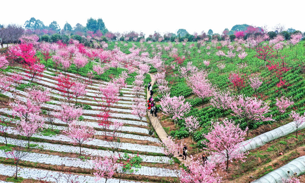 
北京协和医院黄牛代挂号电话票贩子号贩子网上预约挂号,住院检查加快,踏青赏花 乐享春光