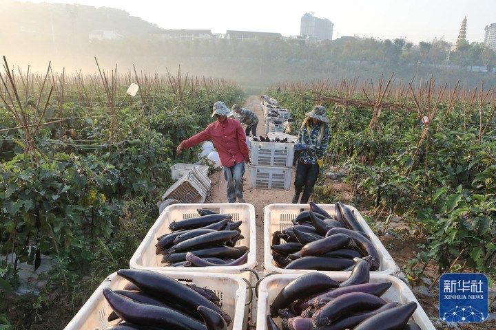 
长春吉大二院黄牛代挂号电话票贩子号贩子网上预约挂号,住院检查加快,雨水农忙