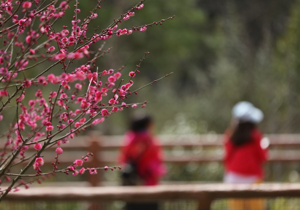
北京协和医院黄牛代挂号电话票贩子号贩子网上预约挂号,住院检查加快,踏青赏花 乐享春光