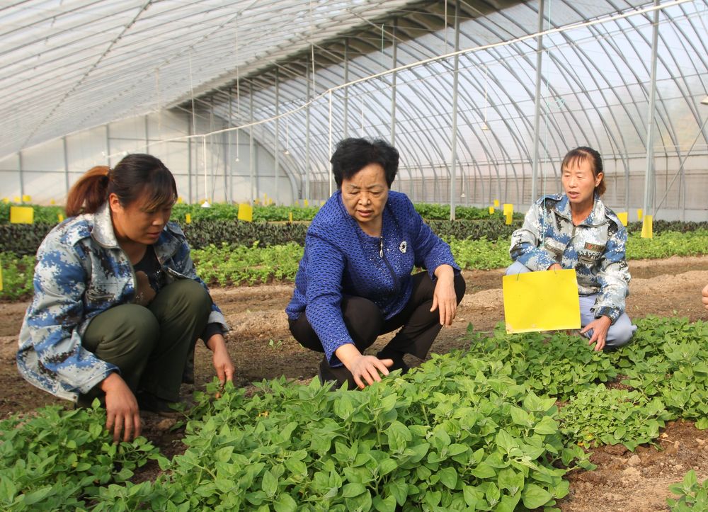
南京鼓楼医院黄牛代挂号电话票贩子号贩子网上预约挂号,住院检查加快,代表委员履职故事｜全国人大代表王银香：农民的事，就是我的事