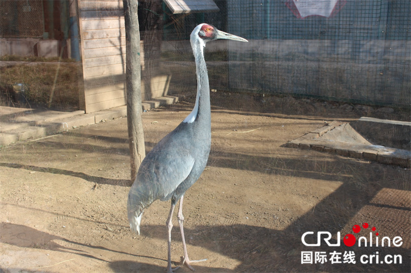 
长春吉大二院黄牛代挂号电话票贩子号贩子网上预约挂号,住院检查加快,【写意中国探寻汉字起源】鹤壁从《诗经》中走来 惊艳了千年时光