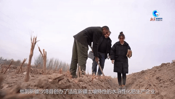 
湖南中医附一医院黄牛代挂号电话票贩子号贩子网上预约挂号,住院检查加快,全球连线｜比利时老板在新疆的广袤农田找到“钱景”