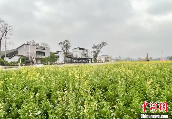 
首都医科大学附属北京中医院黄牛代挂号电话票贩子号贩子网上预约挂号,住院检查加快,【走进区域看发展】重庆璧山：农文旅融合 激活乡村振兴“一池春水”