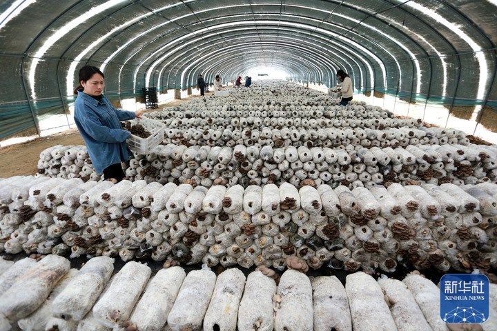 
北京各大医院黄牛代挂号电话票贩子号贩子网上预约挂号,住院检查加快,耕耘春天