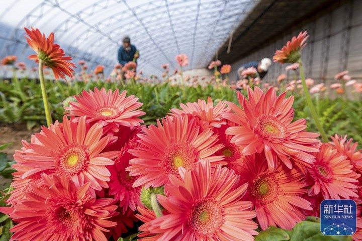 
北京各大医院黄牛代挂号电话票贩子号贩子网上预约挂号,住院检查加快,耕耘春天