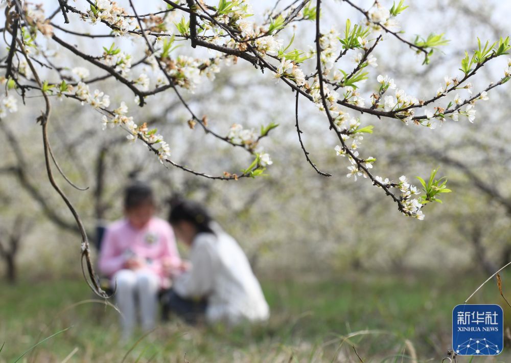 
广州中山三医院黄牛代挂号电话票贩子号贩子网上预约挂号,住院检查加快,花开春意浓