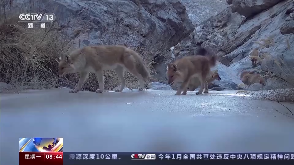 
东部战区总医院黄牛代挂号电话票贩子号贩子网上预约挂号,住院检查加快,“补水”“救护”“免打扰”…… 这片栖息地很“舒适”