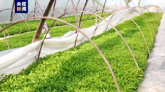 
上海各大医院黄牛代挂号电话票贩子号贩子网上预约挂号,住院检查加快,建农田、保蓄水……多地春耕生产按下“启动键”