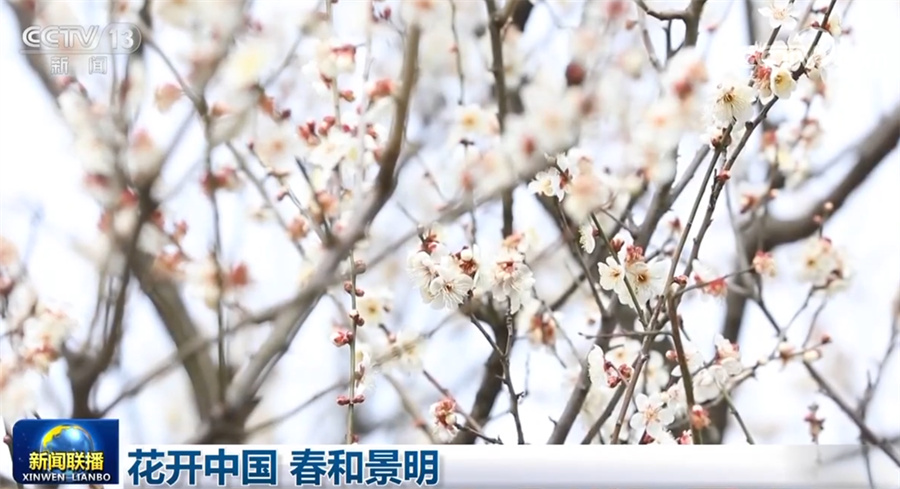 
沈阳各大医院黄牛代挂号电话票贩子号贩子网上预约挂号,住院检查加快,花开中国 春和景明
