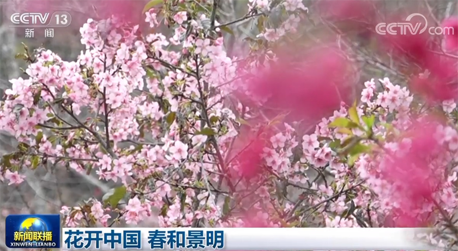 
沈阳各大医院黄牛代挂号电话票贩子号贩子网上预约挂号,住院检查加快,花开中国 春和景明