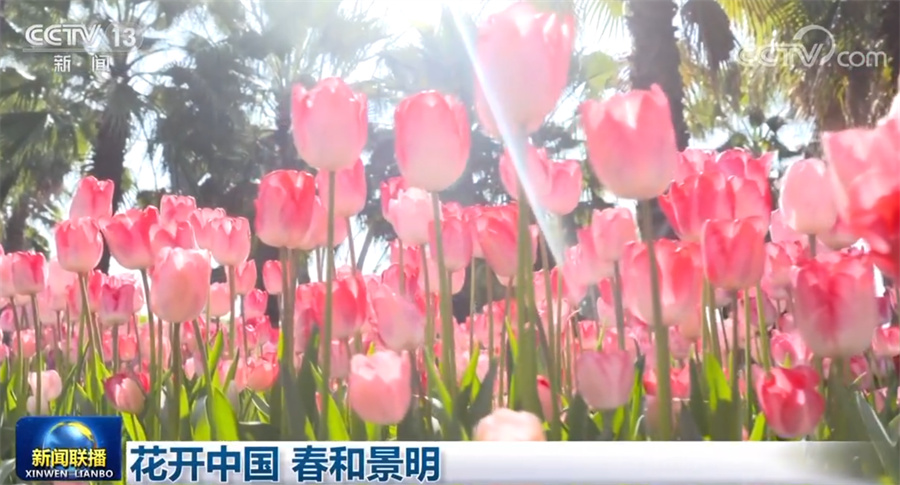
沈阳各大医院黄牛代挂号电话票贩子号贩子网上预约挂号,住院检查加快,花开中国 春和景明
