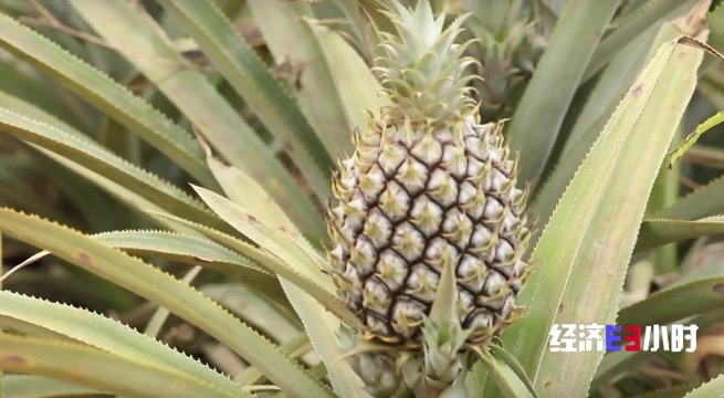 
杭州市第一人民医院黄牛代挂号电话票贩子号贩子网上预约挂号,住院检查加快,RCEP市场迎来“中国菠萝”！年产值飙升至25亿元，徐闻菠萝解锁“销售密码”