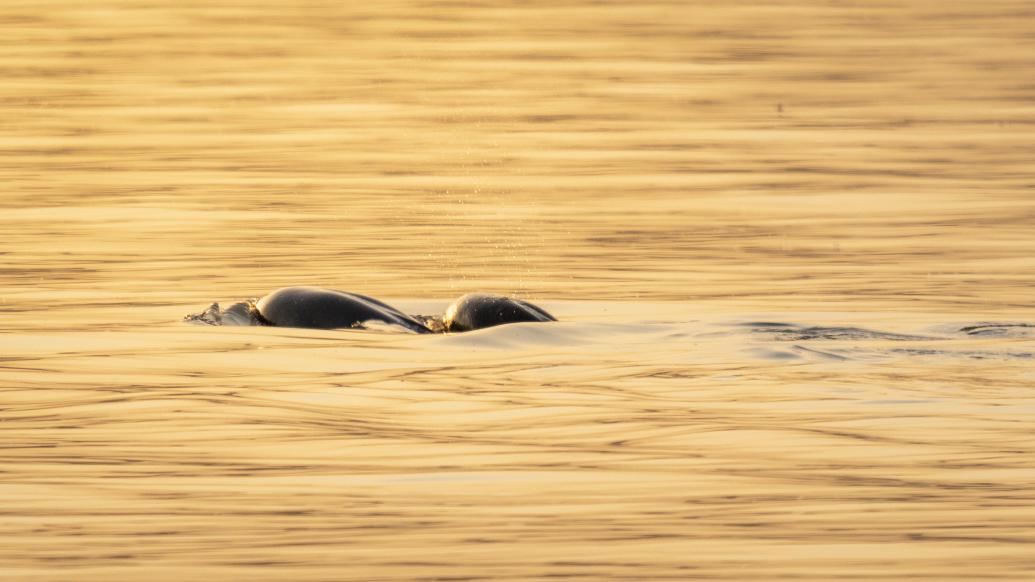 
北京宣武医院黄牛代挂号电话票贩子号贩子网上预约挂号,住院检查加快,调查显示：南京江豚种群数量增至62头，5年增长24%