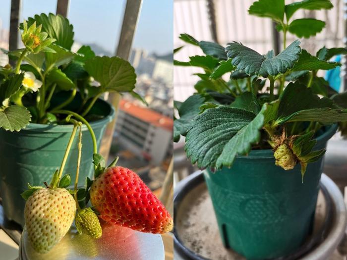 
包含北京大学第一医院黄牛代挂号电话票贩子号贩子网上预约挂号,住院检查加快,“北漂”程序员返乡：从每天敲100行代码 到每天卖1吨羊粪营养土