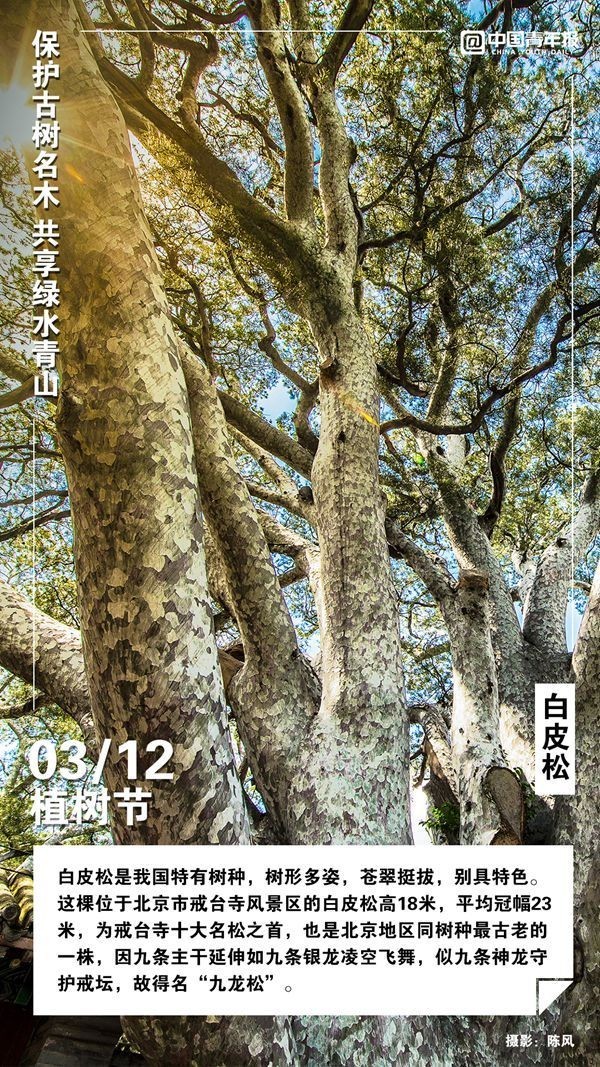 
北京301医院黄牛代挂号电话票贩子号贩子网上预约挂号,住院检查加快,植树节，这些古树名木你认识吗？