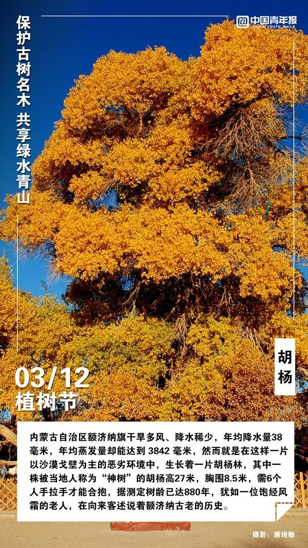 
北京301医院黄牛代挂号电话票贩子号贩子网上预约挂号,住院检查加快,植树节，这些古树名木你认识吗？