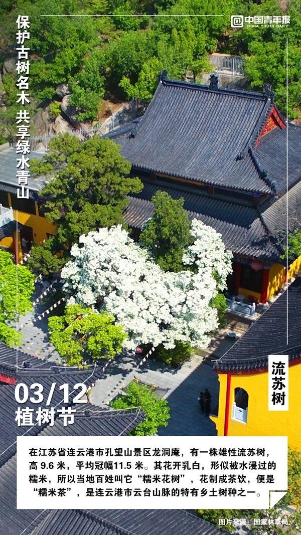 
北京301医院黄牛代挂号电话票贩子号贩子网上预约挂号,住院检查加快,植树节，这些古树名木你认识吗？