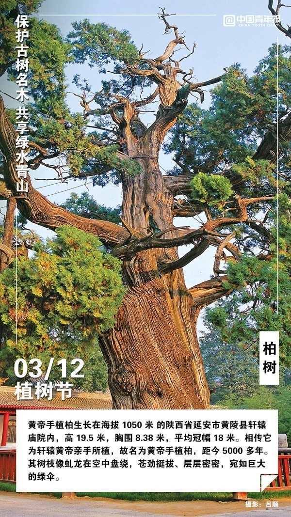 
北京301医院黄牛代挂号电话票贩子号贩子网上预约挂号,住院检查加快,植树节，这些古树名木你认识吗？