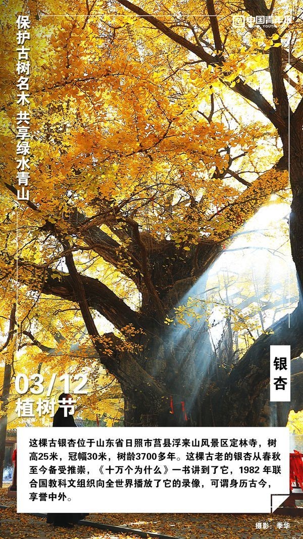 
北京301医院黄牛代挂号电话票贩子号贩子网上预约挂号,住院检查加快,植树节，这些古树名木你认识吗？