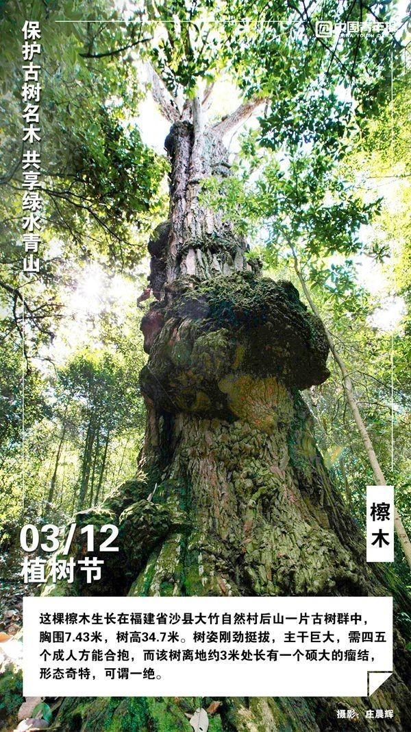 
北京301医院黄牛代挂号电话票贩子号贩子网上预约挂号,住院检查加快,植树节，这些古树名木你认识吗？