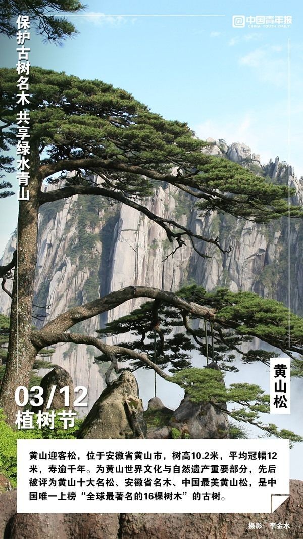 
北京301医院黄牛代挂号电话票贩子号贩子网上预约挂号,住院检查加快,植树节，这些古树名木你认识吗？