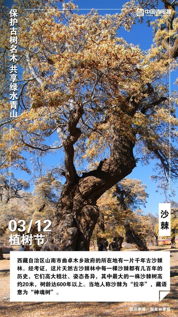 
北京301医院黄牛代挂号电话票贩子号贩子网上预约挂号,住院检查加快,植树节，这些古树名木你认识吗？