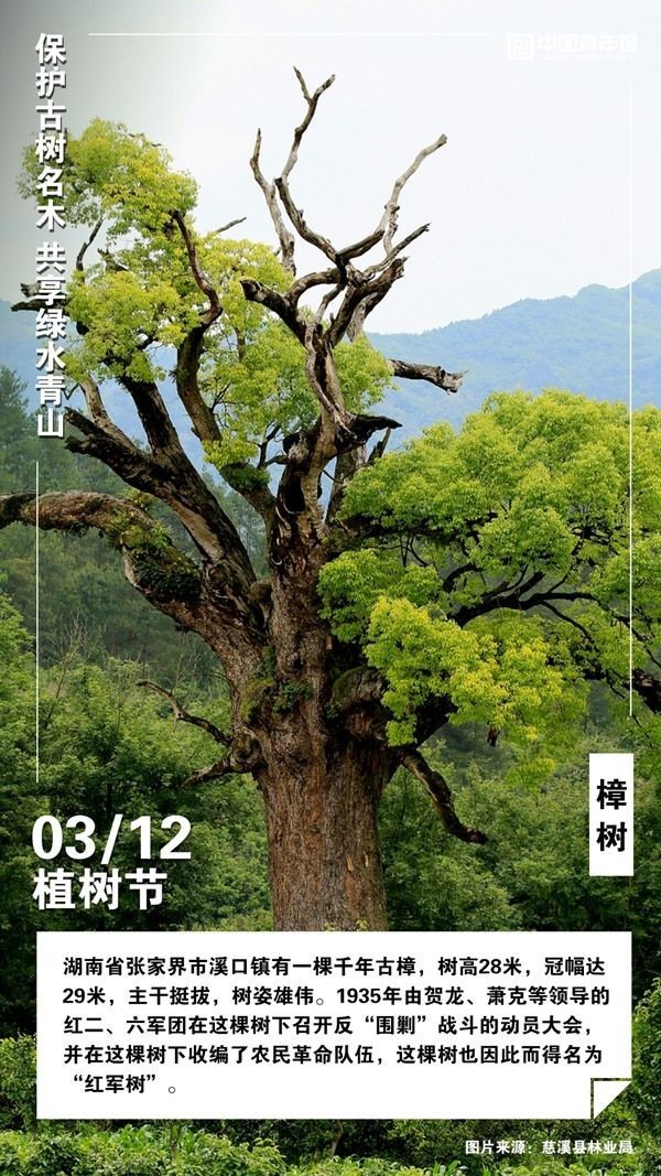 
北京301医院黄牛代挂号电话票贩子号贩子网上预约挂号,住院检查加快,植树节，这些古树名木你认识吗？