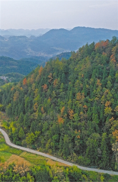 
杭州市第一人民医院黄牛代挂号电话票贩子号贩子网上预约挂号,住院检查加快,植树造林 绿化祖国（新时代画卷）