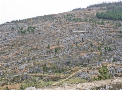 
杭州市第一人民医院黄牛代挂号电话票贩子号贩子网上预约挂号,住院检查加快,植树造林 绿化祖国（新时代画卷）