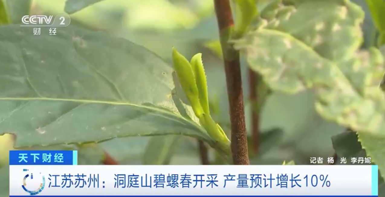 
广州医科大学附属第二医院黄牛代挂号电话票贩子号贩子网上预约挂号,住院检查加快,“洞庭碧螺春”上新了！今年产量预计增长10%