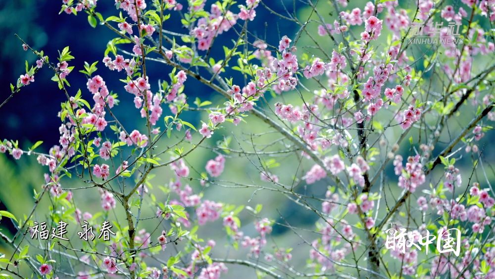 
浙江大学妇产科医院黄牛代挂号电话票贩子号贩子网上预约挂号,住院检查加快,福建：繁花似锦满园春色