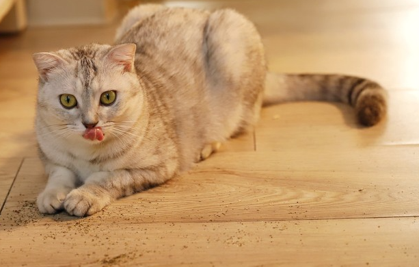 
浙江大学儿童医院黄牛代挂号电话票贩子号贩子网上预约挂号,住院检查加快,防走失，英格兰要为所有宠物猫植芯片