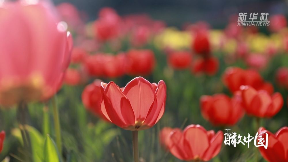 
浙江大学妇产科医院黄牛代挂号电话票贩子号贩子网上预约挂号,住院检查加快,福建：繁花似锦满园春色