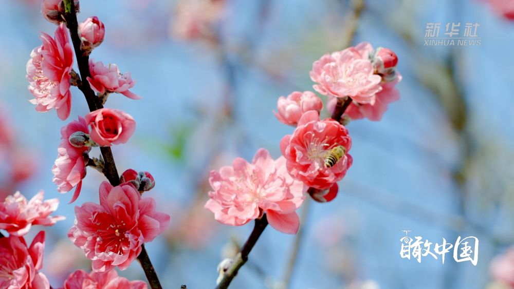 
浙江大学妇产科医院黄牛代挂号电话票贩子号贩子网上预约挂号,住院检查加快,福建：繁花似锦满园春色